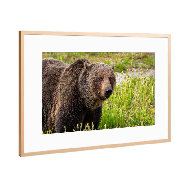 Poster mit Rahmen Kupfer "Wilder Grizzlybär" artboxONE - Natur,Tiere