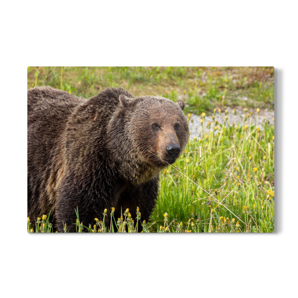 Galerie-Print "Wilder Grizzlybär" 30x20 cm artboxONE