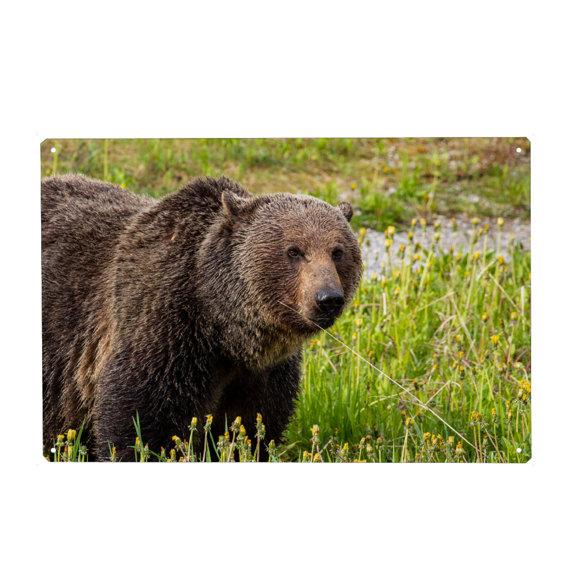 Metall Poster "Wilder Grizzlybär" artboxONE - Natur,Tiere - Bären,Bär,Grizzly,Grizzlybär,Braunbär,Wildlife,Gefahr,Wildtier,Kanada,Nordamerika,Alaska
