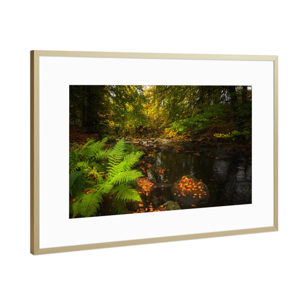 Poster mit Rahmen Gold "Herbst im Harz" artboxONE - Natur,Reise,Floral