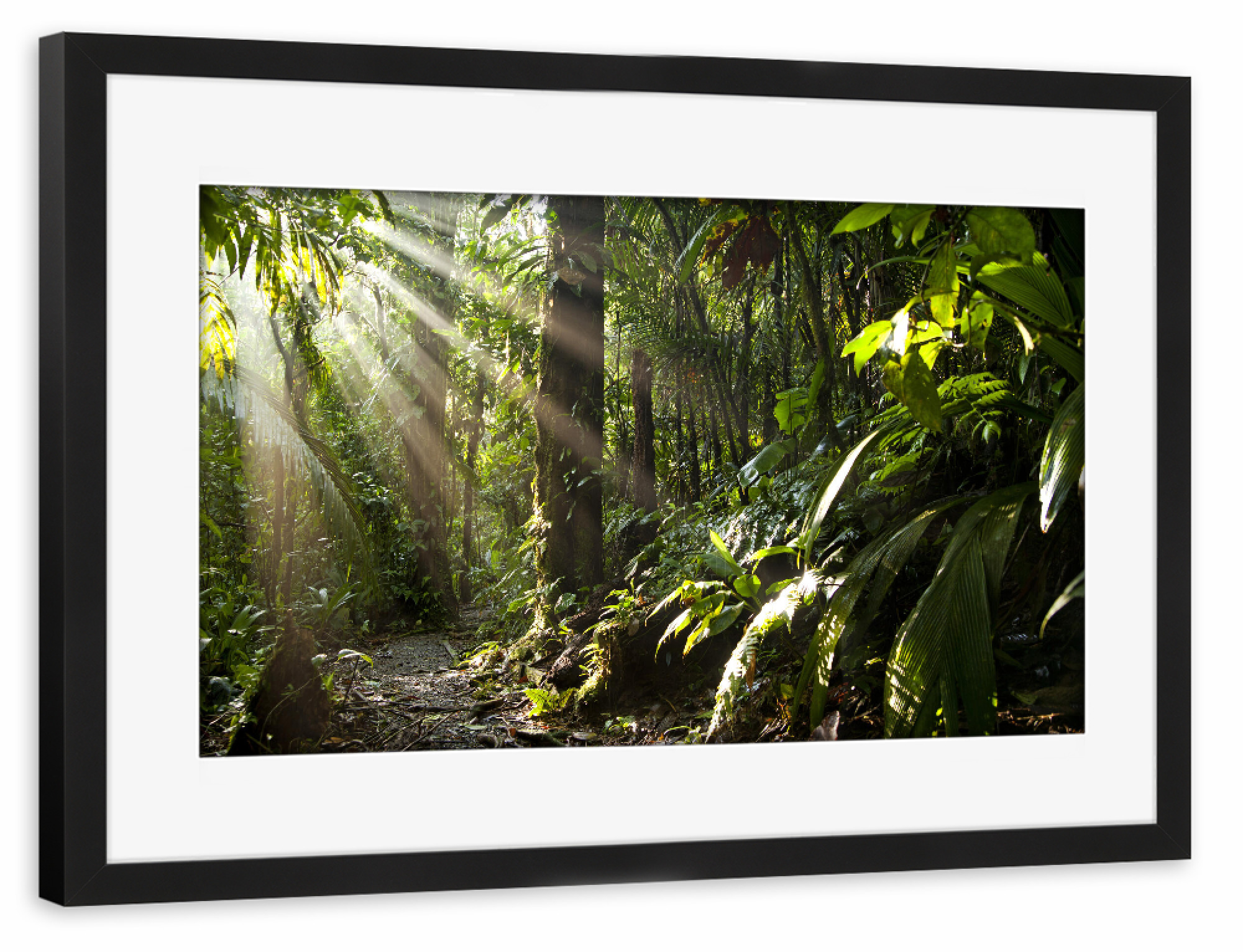 Poster mit Rahmen schwarz "Sonnenstrahlen im Dschungel" artboxONE - Natur - Costa rica,Mittelamerika,Urwald,Sonne,Strahlen,Dschungel