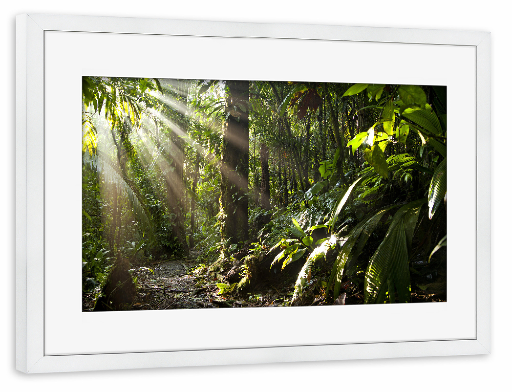 Poster mit Rahmen weiß "Sonnenstrahlen im Dschungel" artboxONE - Natur - Costa rica,Mittelamerika,Urwald,Sonne,Strahlen,Dschungel