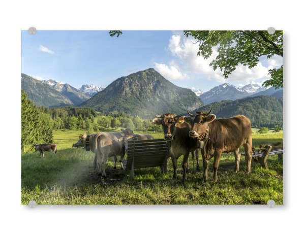 Acrylglasbild "Kühe im Allgäu Oberstdorf" artboxONE - Natur,Tiere