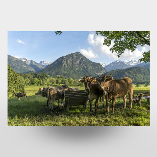 Cows in Allgäu Oberstdorf
