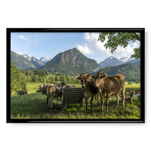 Cows in Allgäu Oberstdorf