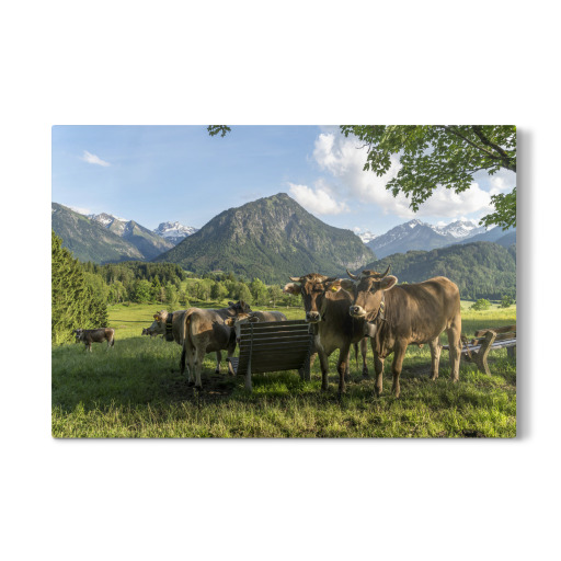 Cows in Allgäu Oberstdorf