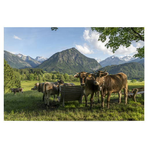 Kühe im Allgäu Oberstdorf