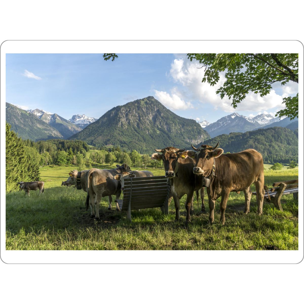 Tischset "Kühe im Allgäu Oberstdorf" artboxONE - Natur,Tiere - Allgäu,Bayern,Oberstdorf,Oberallgäu,Landschaft,Landscape,Allgäuer braunvieh,Kühe,Rinder