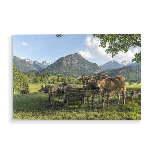 Kühe im Allgäu Oberstdorf Kühe im Allgäu Oberstdorf