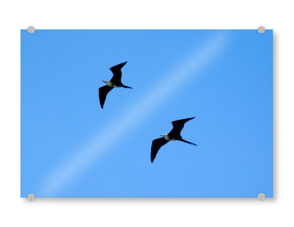 Acrylglasbild "Fregattvögel im Flug" artboxONE - Tiere - Fregattvögel,Fregattvogel,Vogel,Vögel,Tier,Wildlife,Wildlifephotography,Wildlifeartprint