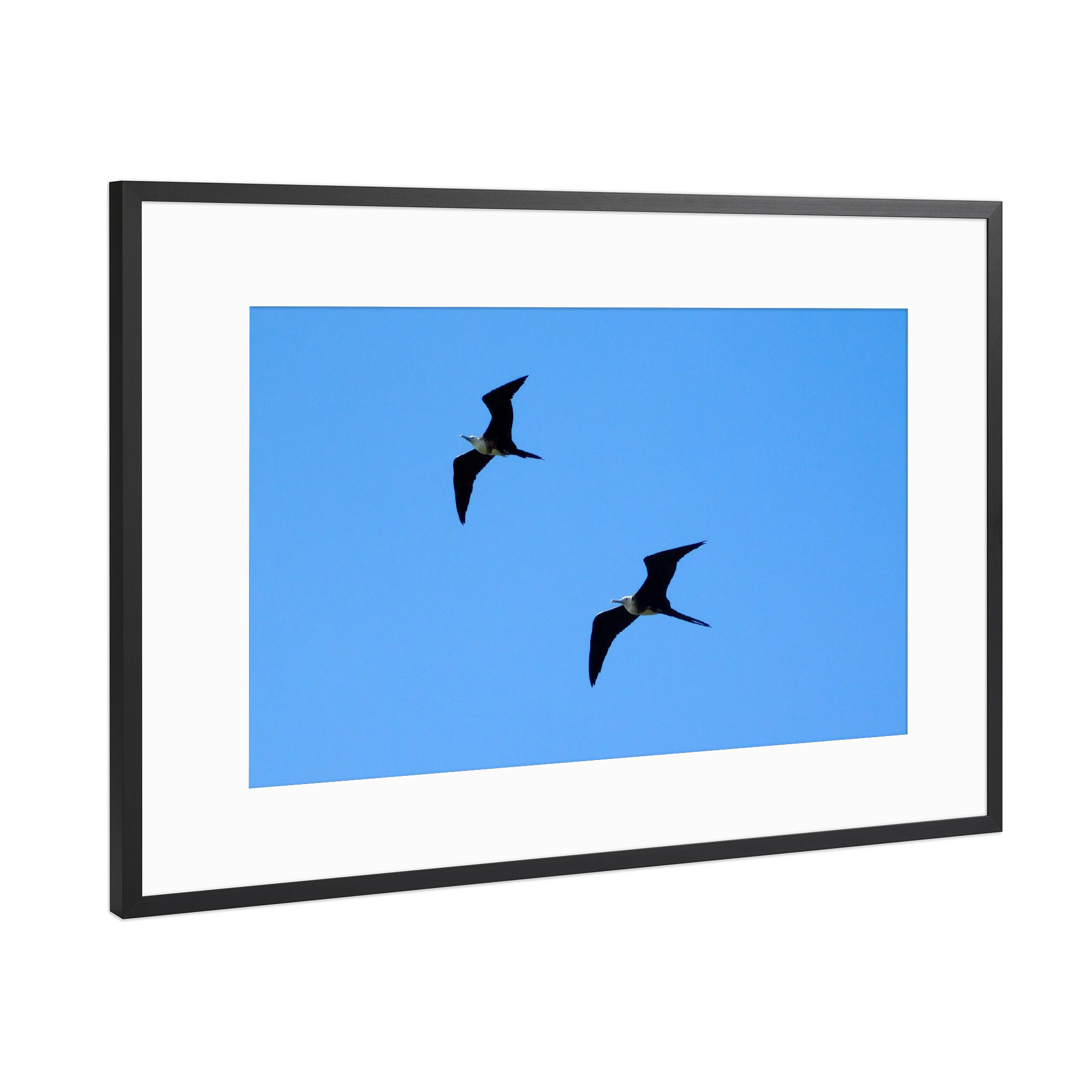 Poster mit Rahmen Schwarz (Metallic) "Fregattvögel im Flug" artboxONE - Tiere