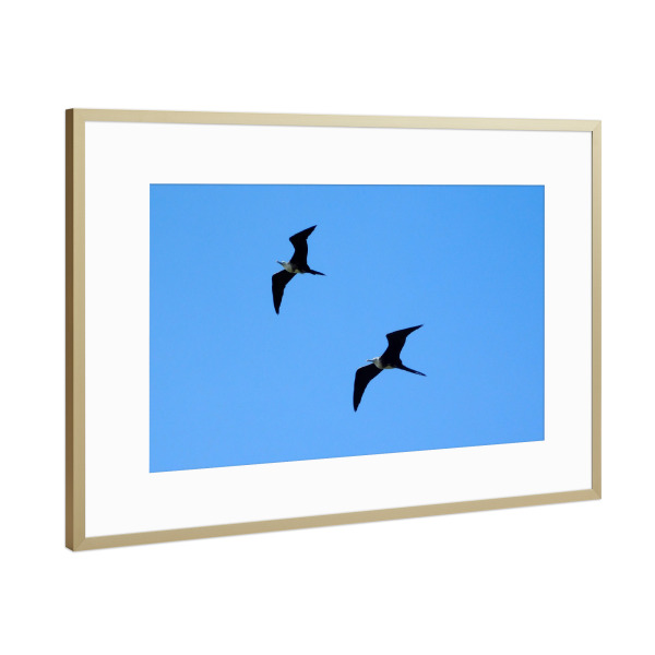 Poster mit Rahmen Gold "Fregattvögel im Flug" artboxONE - Tiere