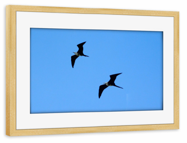 Poster mit Rahmen kiefer "Fregattvögel im Flug" artboxONE - Tiere