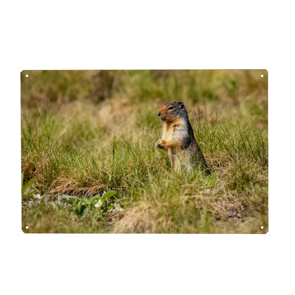 Metall Poster "Präriehund" artboxONE - Natur,Tiere - Präriehund,Kanada,Rocky mountains,Murmeltier,Ziesel,Wildlife,Nagetier,Erdhörnchen - Blechschild