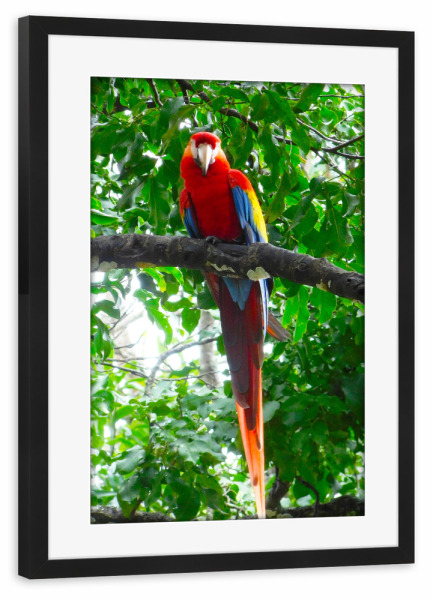Poster mit Rahmen schwarz "Roter Papagei" artboxONE - Natur,Tiere