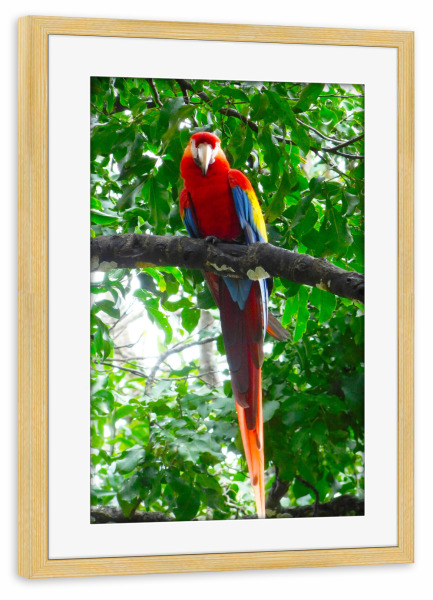 Poster mit Rahmen kiefer "Roter Papagei" artboxONE - Natur,Tiere