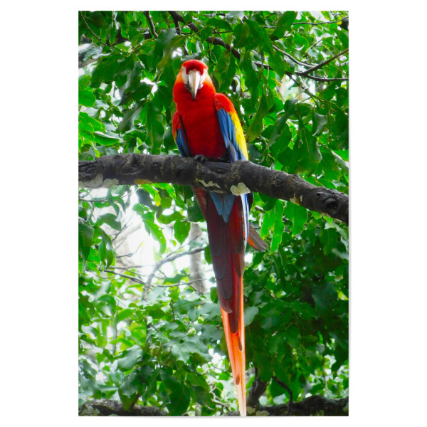 Poster 30x20 cm "Roter Papagei" artboxONE - Natur,Tiere