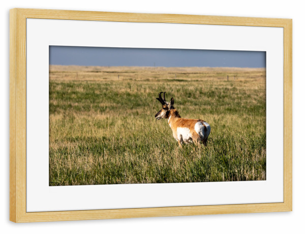 Poster mit Rahmen kiefer "Gabelbock in der Prärie" artboxONE - Natur,Tiere - Gabelbock,Prärie,Kanada,Wildlife,Alberta,Antilope,Natur