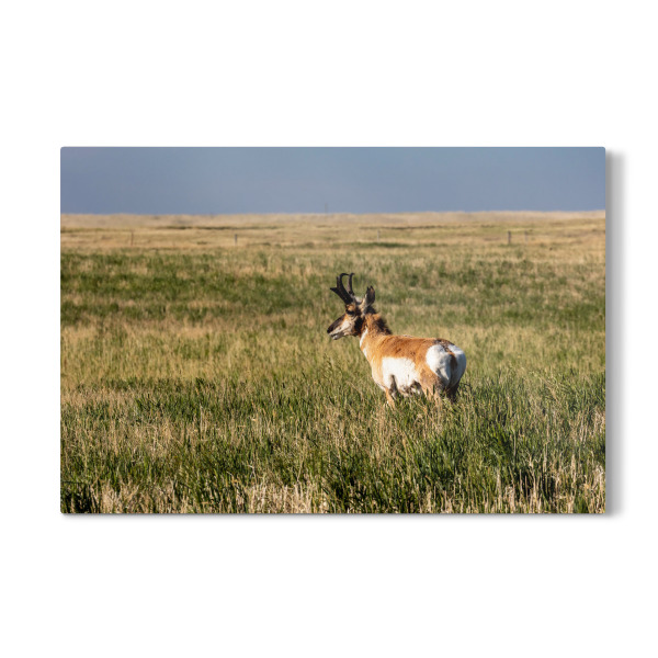 Galerie-Print "Gabelbock in der Prärie" 30x20 cm artboxONE