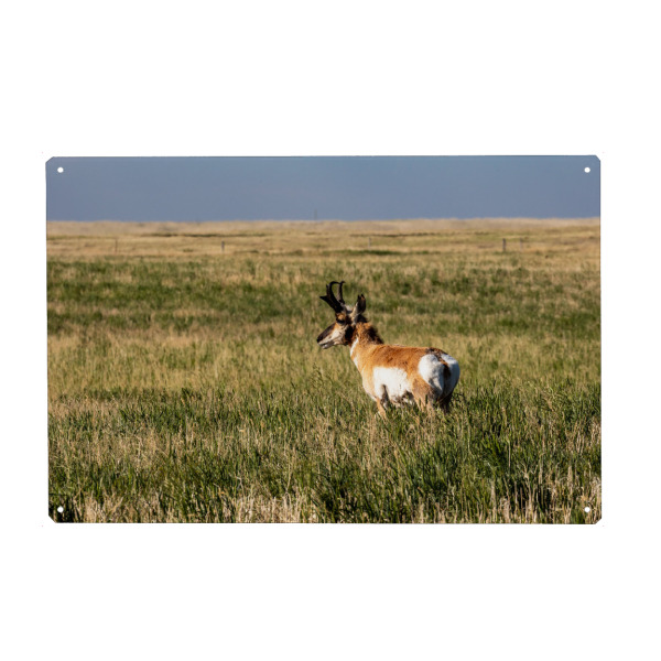 Holzbild "Gabelbock in der Prärie" artboxONE - Natur,Tiere - Gabelbock,Prärie,Kanada,Wildlife,Alberta,Antilope,Natur