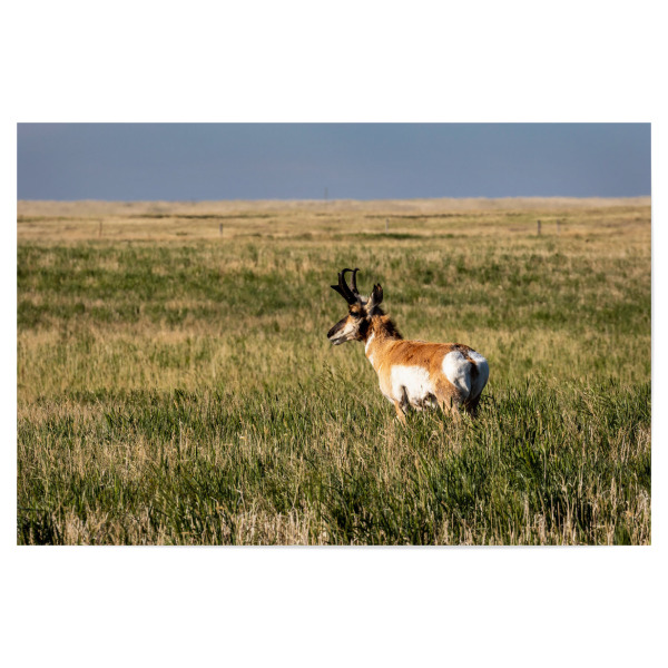 Poster 30x20 cm "Gabelbock in der Prärie" artboxONE - Natur,Tiere - Gabelbock,Prärie,Kanada,Wildlife,Alberta,Antilope,Natur