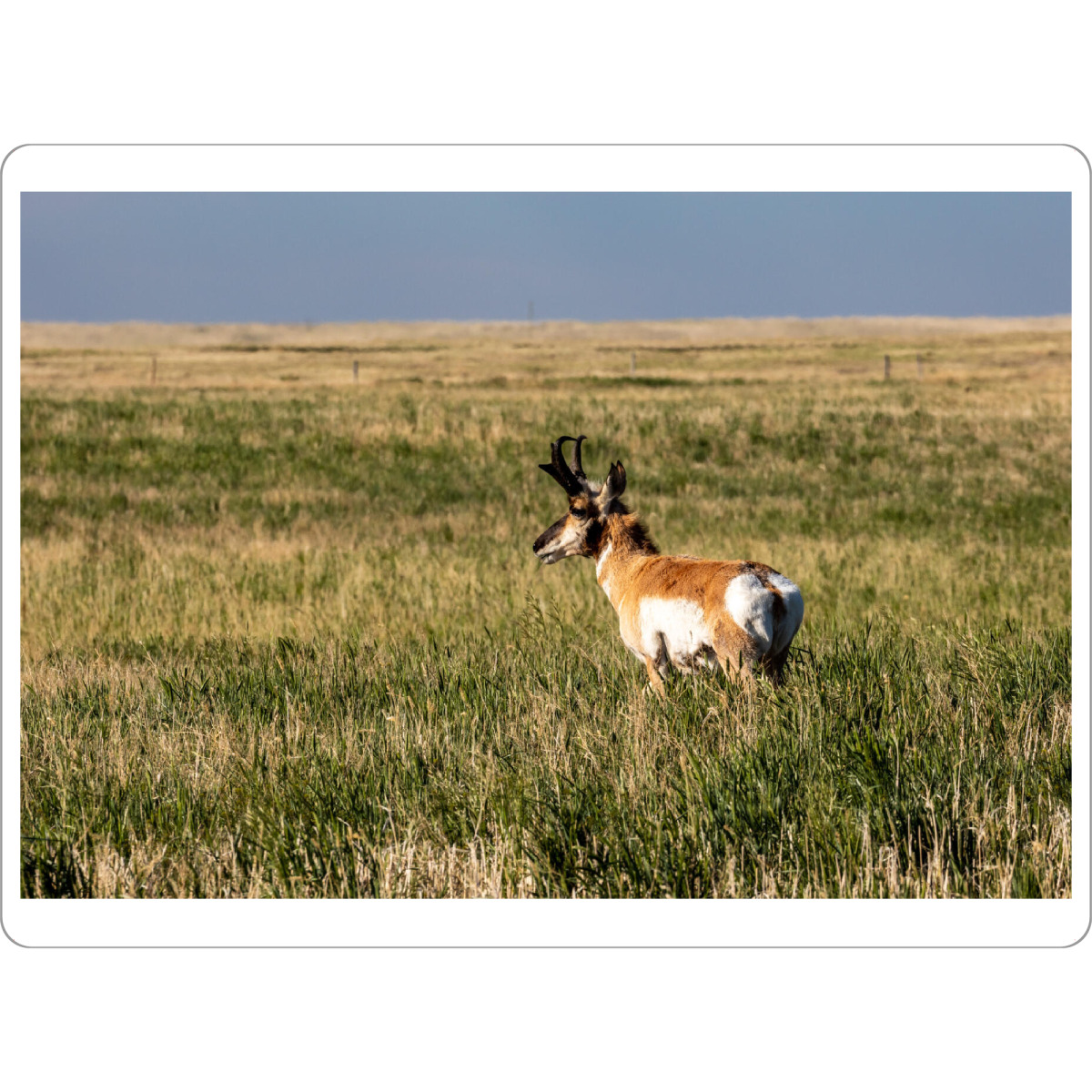 Tischset "Gabelbock in der Prärie" artboxONE - Natur,Tiere - Gabelbock,Prärie,Kanada,Wildlife,Alberta,Antilope,Natur - Bild gabelbock
