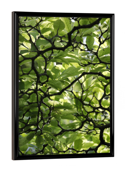 Poster mit schwarzem Rahmen "Magnolien Zweige und Blätter" artboxONE - Natur,Floral