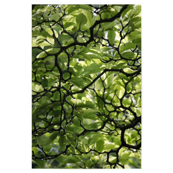 Poster 30x20 cm "Magnolien Zweige und Blätter" artboxONE - Natur,Floral
