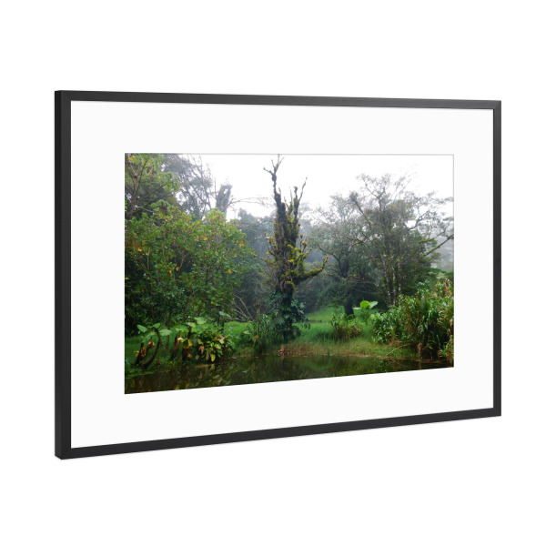 Poster mit Rahmen Schwarz (Metallic) "Wald in Costa Rica" artboxONE - Natur,Reise,Reise / Länder