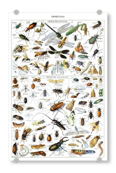 Acrylglasbild "Insekten" artboxONE - Natur,Für Kinder,Tiere,Für Mama,Für Papa