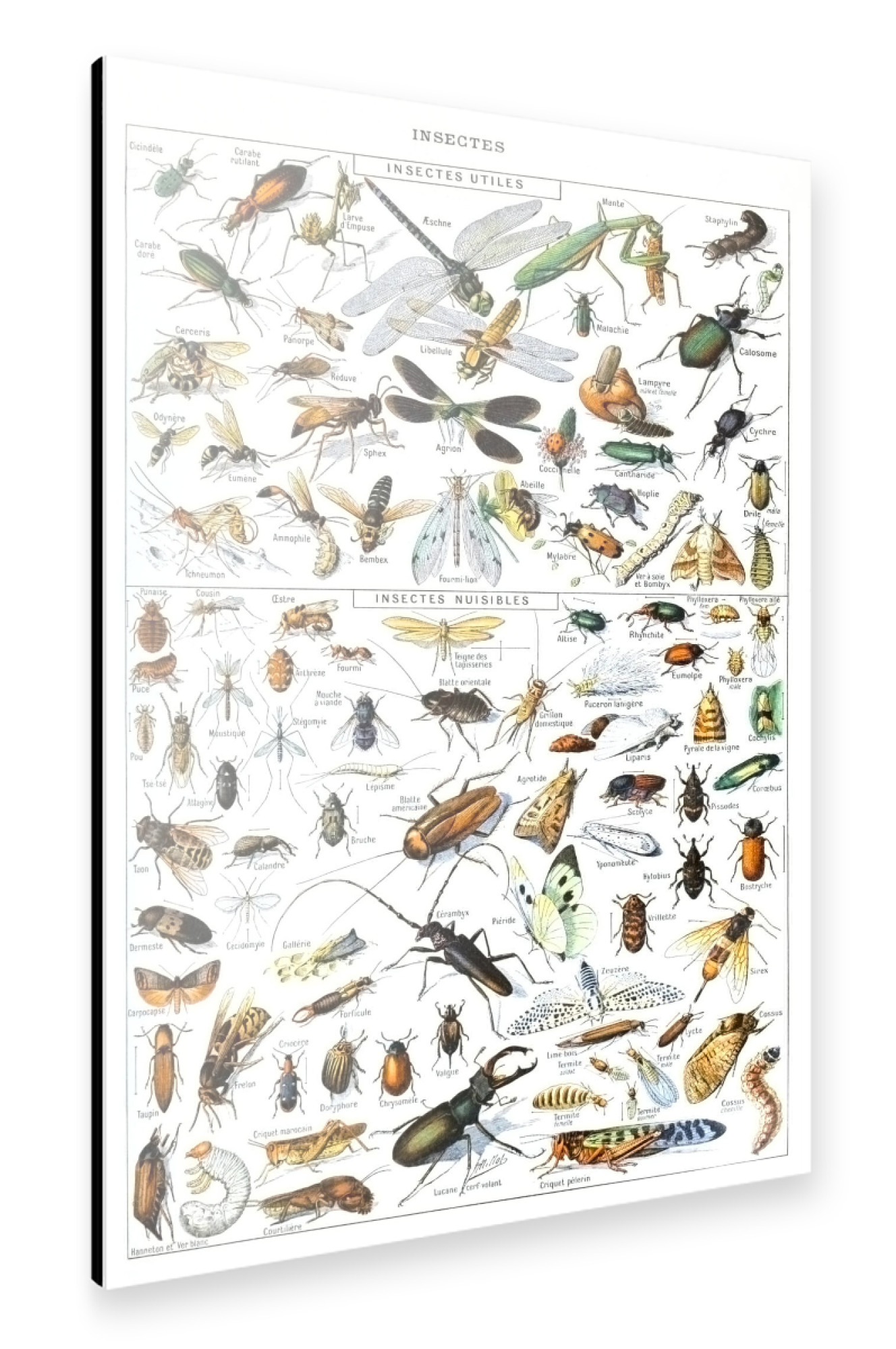 Alu-Dibond "Insekten" 75x50 cm artboxONE