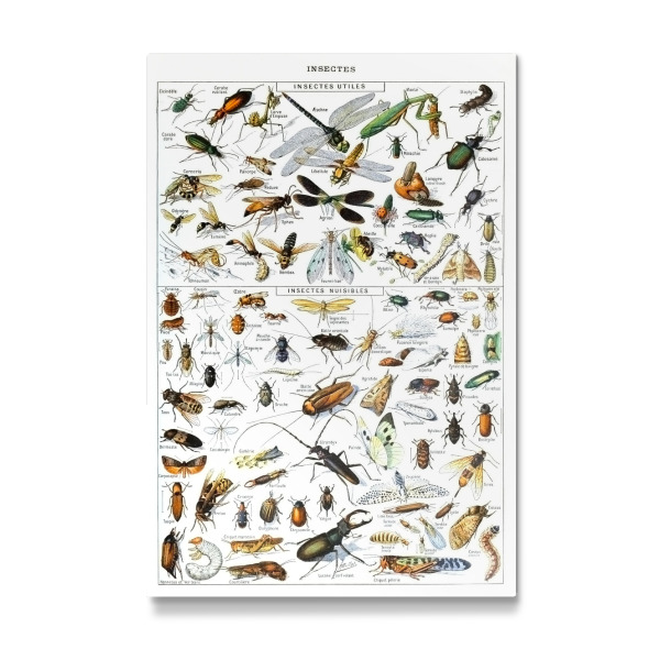 Galerie-Print "Insekten" 30x20 cm artboxONE