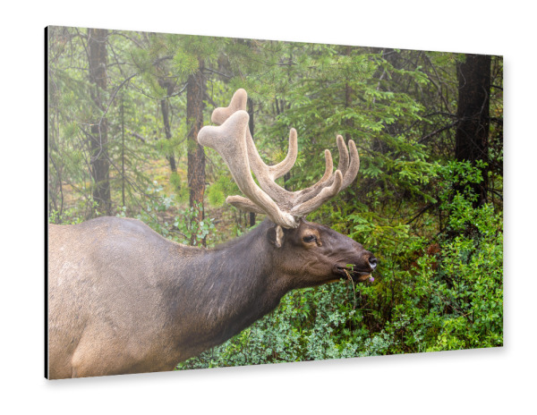 Alu-Dibond "Wapitihirsch" 30x20 cm artboxONE