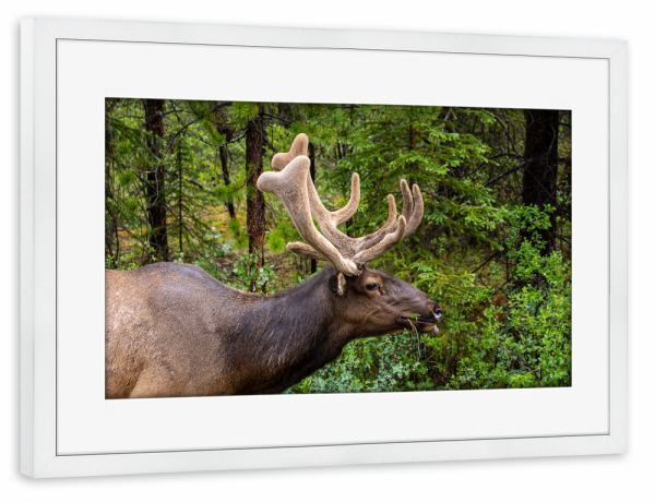 Poster mit Rahmen weiß "Wapitihirsch" artboxONE - Natur,Tiere - Hirsch,Wapiti,Wapitihirsch,Geweih,Kanada,Rocky mountains,Wildlife,Banff,Jasper,Trophäe