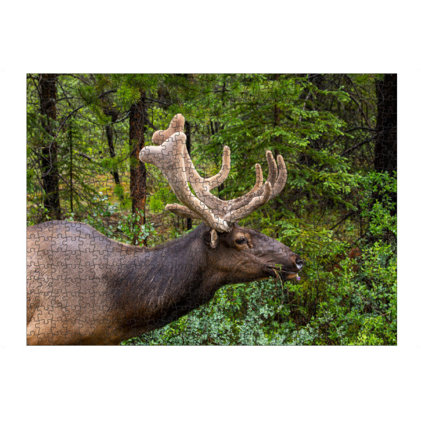 Puzzle Ravensburger "Wapitihirsch" artboxONE - Natur,Tiere - Hirsch,Wapiti,Wapitihirsch,Geweih,Kanada,Rocky mountains,Wildlife,Banff,Jasper,Trophäe