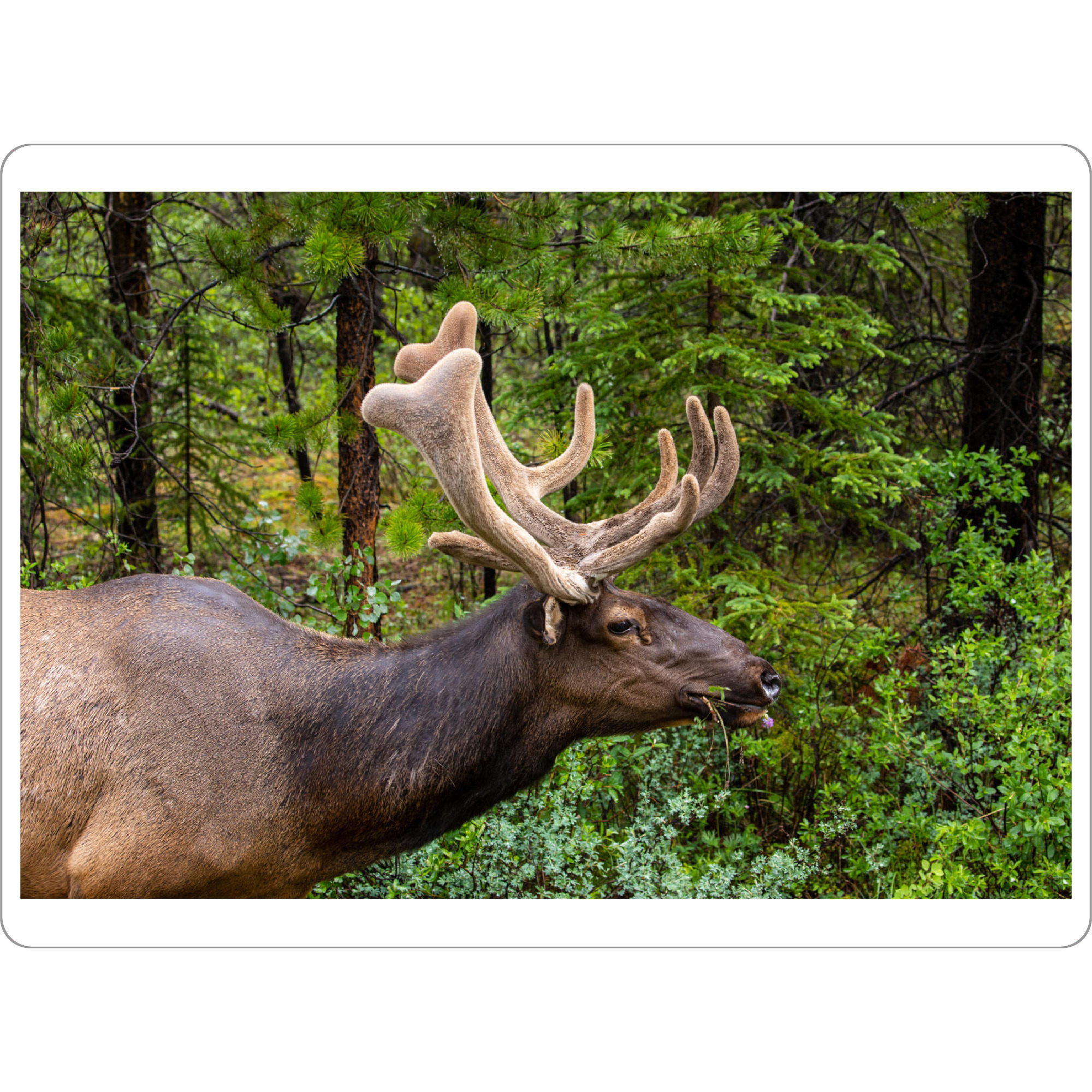 Tischset "Wapitihirsch" artboxONE - Natur,Tiere - Hirsch,Wapiti,Wapitihirsch,Geweih,Kanada,Rocky mountains,Wildlife,Banff,Jasper,Trophäe