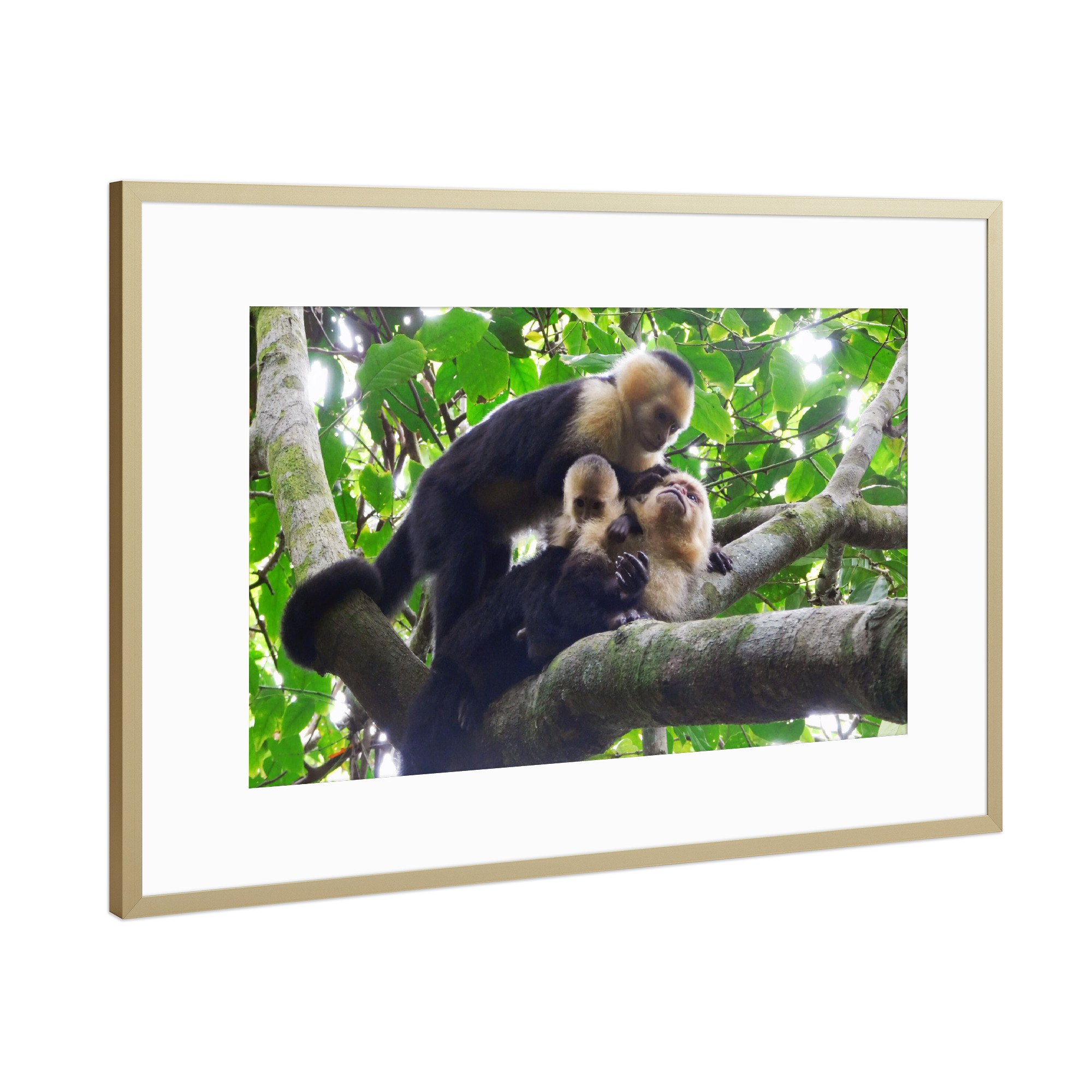 Poster mit Rahmen Gold "Kapuzineraffen" artboxONE - Natur,Tiere
