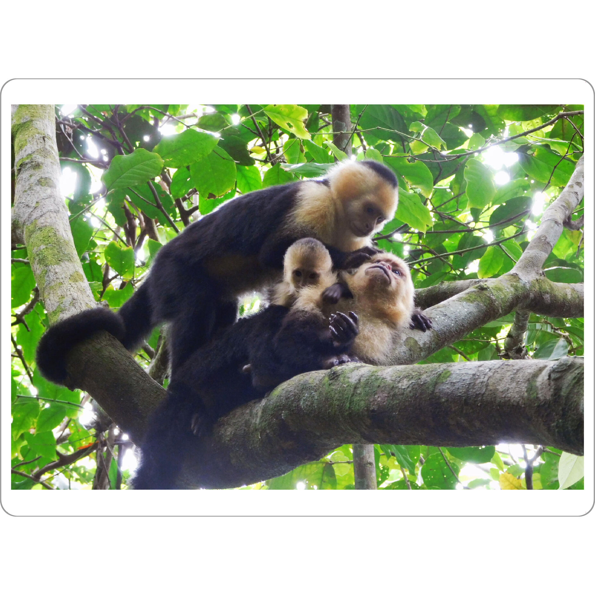 Tischset "Kapuzineraffen" artboxONE - Natur,Tiere