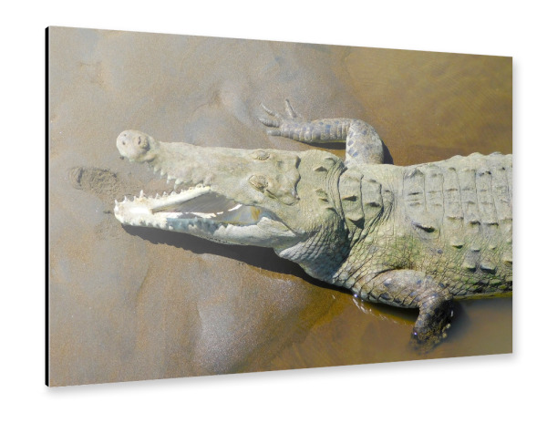 Alu-Dibond "Karibisches Krokodil" 30x20 cm artboxONE