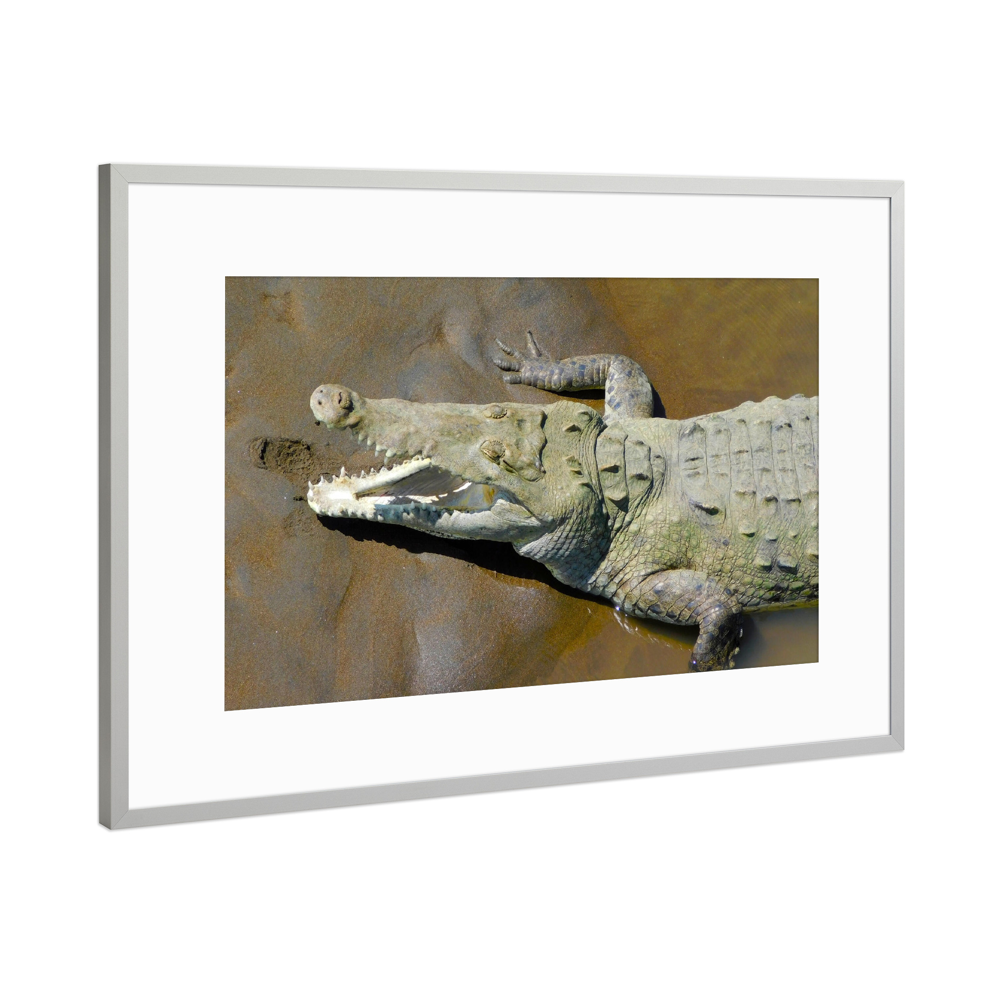 Poster mit Rahmen Silber "Karibisches Krokodil" artboxONE - Tiere - Krokodil,Tier,Wildlife,Fauna,Reptil,Karibik