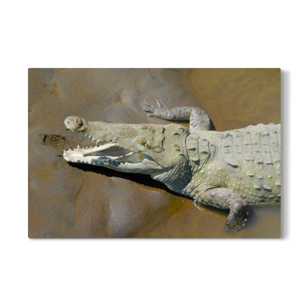Galerie-Print "Karibisches Krokodil" 30x20 cm artboxONE