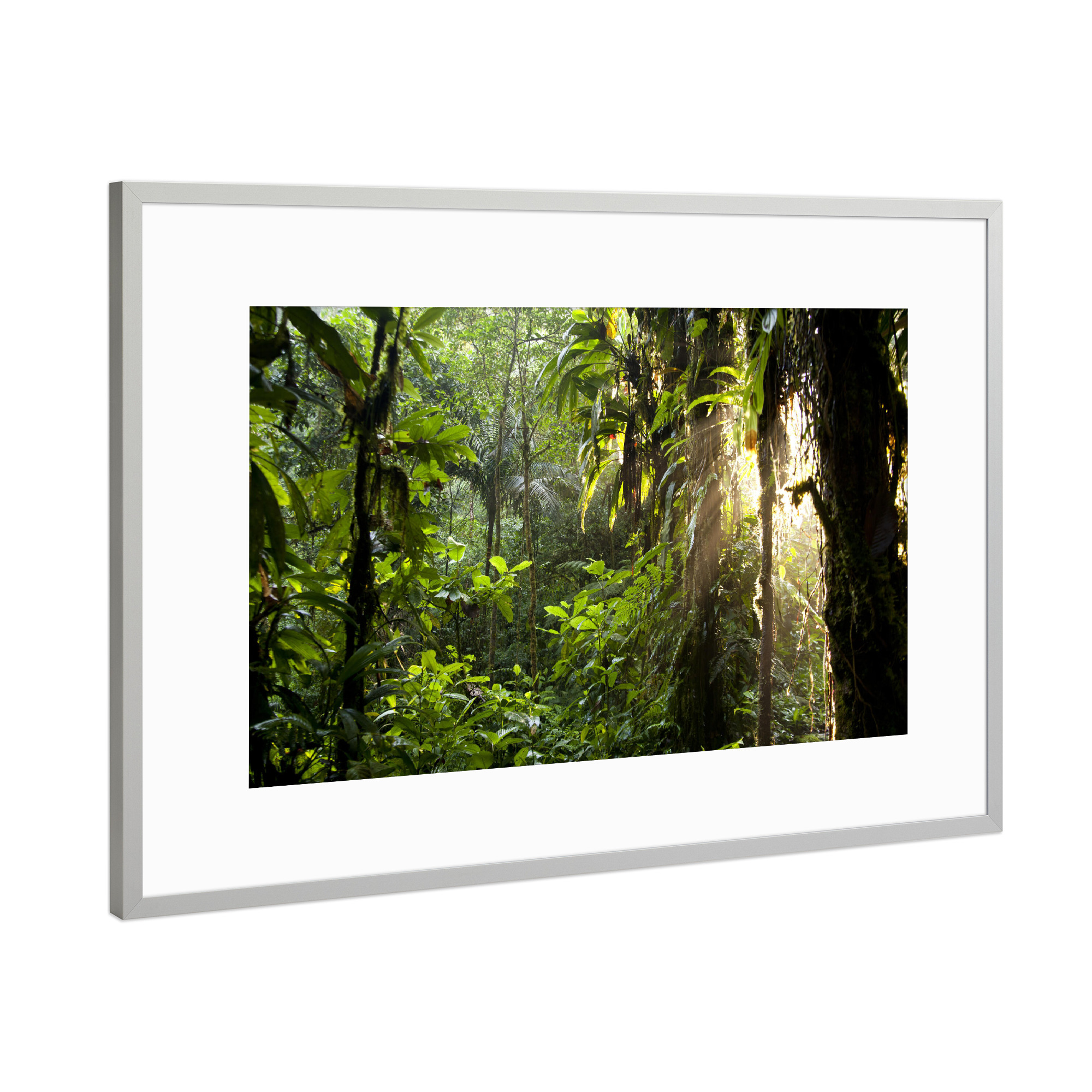 Poster mit Rahmen Silber "Sonnenlicht im Dschungel" artboxONE - Natur - Dschungel,Costa rica,Mittelamerika,Braulio carrillo,Urwald