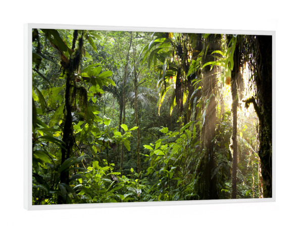 Poster mit weißem Rahmen "Sonnenlicht im Dschungel" artboxONE - Natur - Dschungel,Costa rica,Mittelamerika,Braulio carrillo,Urwald