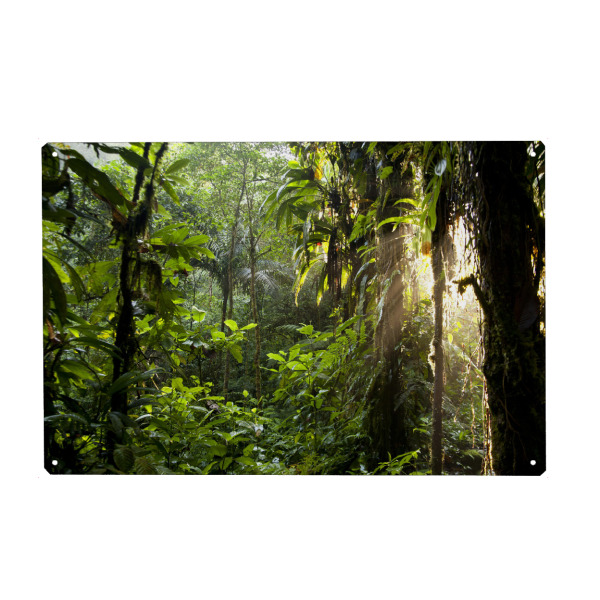 Metall Poster "Sonnenlicht im Dschungel" artboxONE - Natur - Dschungel,Costa rica,Mittelamerika,Braulio carrillo,Urwald - Blechschild