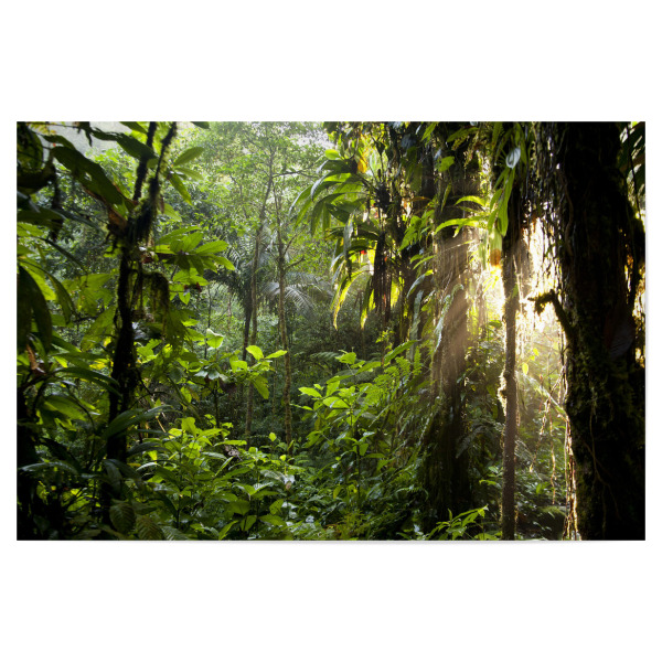 Poster "Sonnenlicht im Dschungel" artboxONE - Natur - Dschungel,Costa rica,Mittelamerika,Braulio carrillo,Urwald
