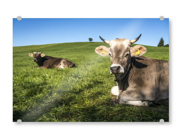 Acrylglasbild "Kühe im Allgäu" artboxONE - Natur,Tiere - Allgäuer braunvieh,Kuh,Weide,Grass,Wiese,Landwirtschaft,Nutztier,Halblech,Allgäu