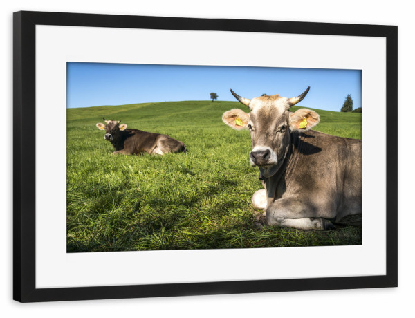 Poster mit Rahmen schwarz "Kühe im Allgäu" artboxONE - Natur,Tiere - Allgäuer braunvieh,Kuh,Weide,Grass,Wiese,Landwirtschaft,Nutztier,Halblech,Allgäu