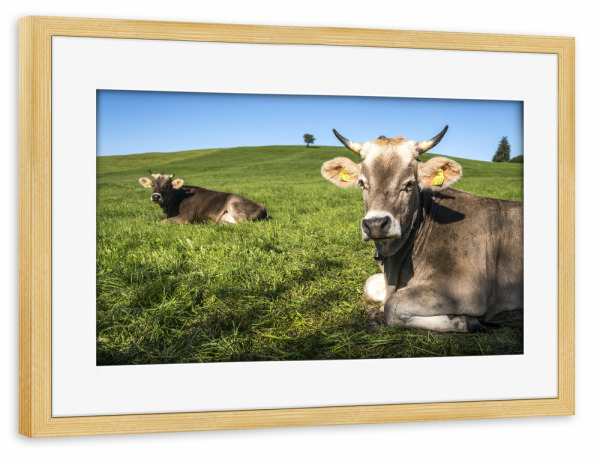 Poster mit Rahmen kiefer "Kühe im Allgäu" artboxONE - Natur,Tiere - Allgäuer braunvieh,Kuh,Weide,Grass,Wiese,Landwirtschaft,Nutztier,Halblech,Allgäu