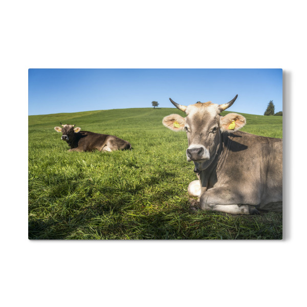 Galerie-Print "Kühe im Allgäu" 30x20 cm artboxONE