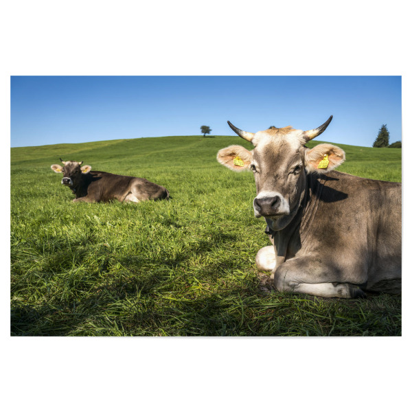 Poster "Kühe im Allgäu" artboxONE - Natur,Tiere - Allgäuer braunvieh,Kuh,Weide,Grass,Wiese,Landwirtschaft,Nutztier,Halblech,Allgäu
